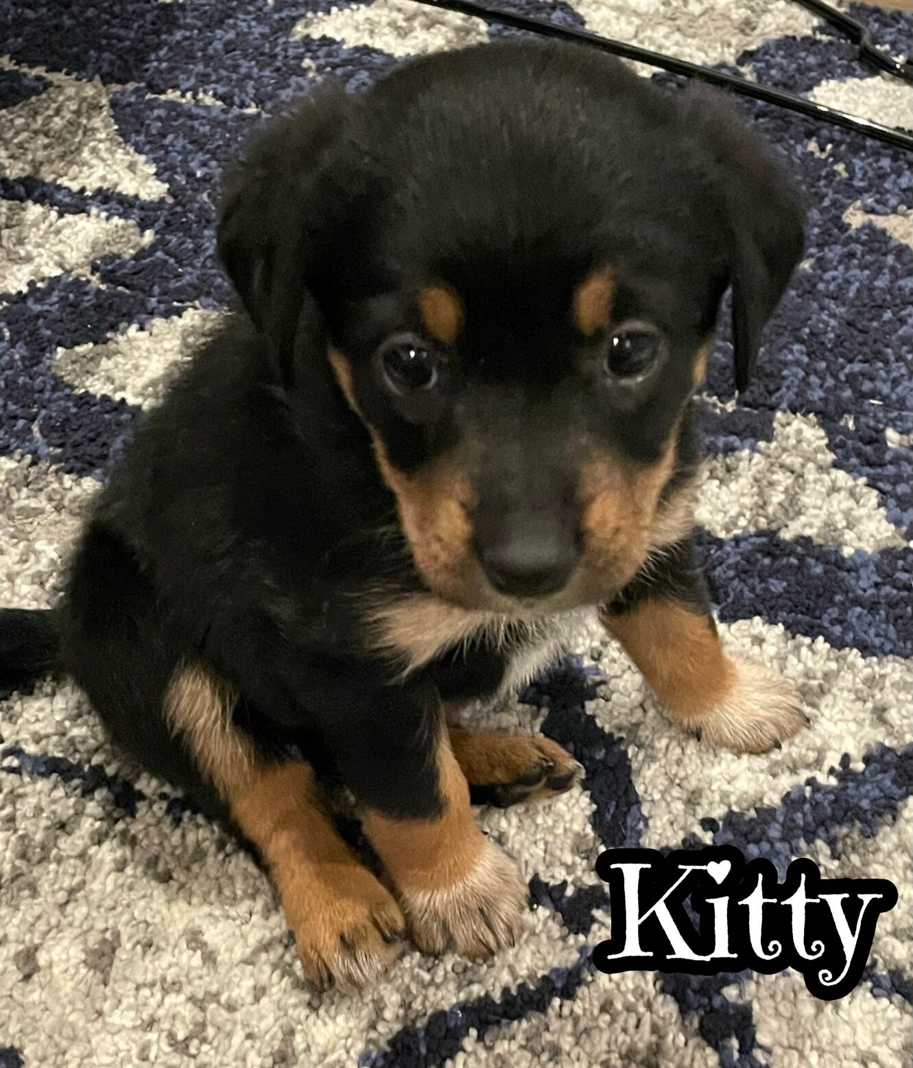 Kitty